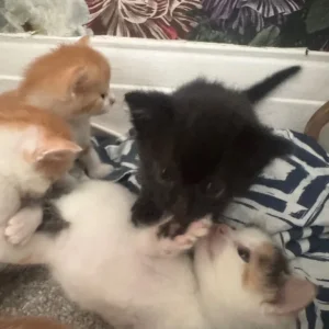 Black kitten left - Image 2