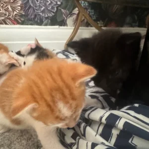 Black kitten left