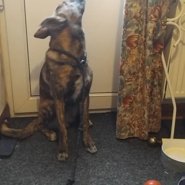 8-month-old male German Shepherd puppy