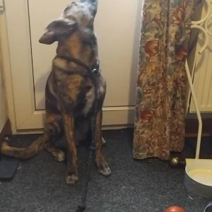 8-month-old male German Shepherd puppy