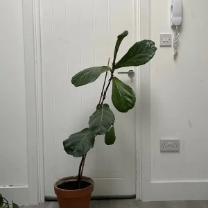Large fiddle leaf fig - Image 2