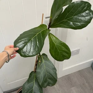 Large fiddle leaf fig - Image 3