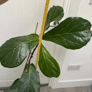 Large fiddle leaf fig - Image 4