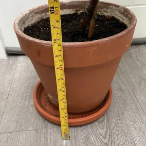 Large fiddle leaf fig - Image 6