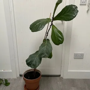 Large fiddle leaf fig
