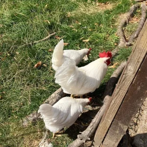 Chicken Starter Kit! Layers, Coop+Run, Accessories and more - Image 2