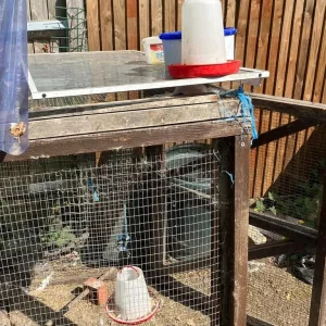 Chicken Starter Kit! Layers, Coop+Run, Accessories and more - Image 3