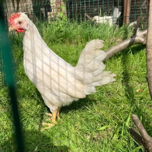 Chicken Starter Kit! Layers, Coop+Run, Accessories and more - Image 6