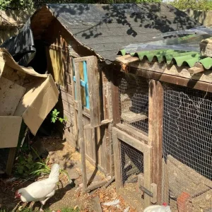 Chicken Starter Kit! Layers, Coop+Run, Accessories and more