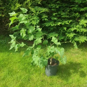 Lavatera plant, about 1 metre tall - Image 2