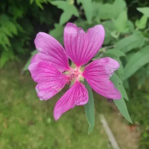 Lavatera plant, about 1 metre tall
