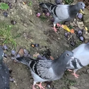 Racer pigeons - Image 2