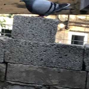 Racer pigeons - Image 3