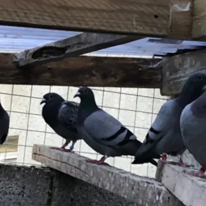 Racer pigeons - Image 4