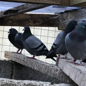 Racer pigeons - Image 5