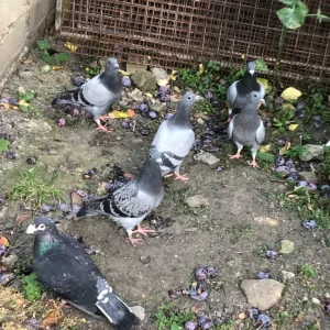 Racer pigeons