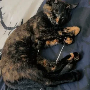 Kitten - Image 3