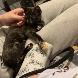Kitten - Image 4