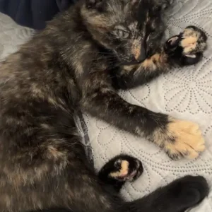 Kitten - Image 5