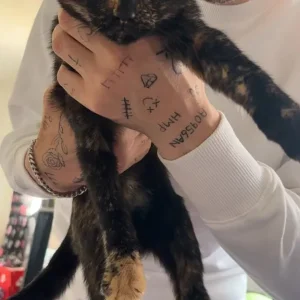 Kitten