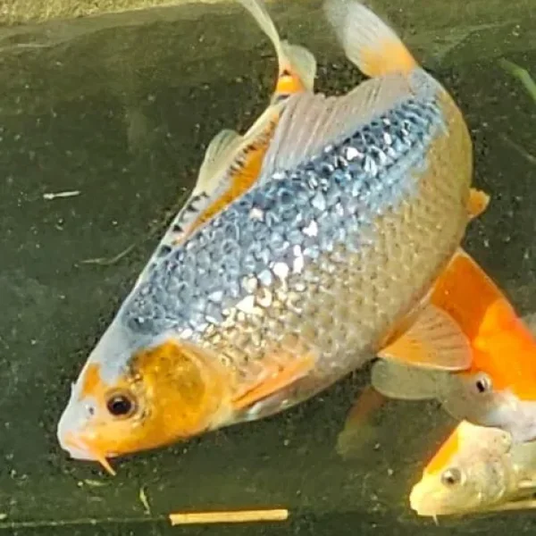Japanese pond closure accessories