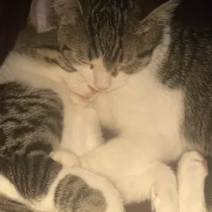 Two male cats, bonded brothers, indoor cats with a touch of curiosity - Image 2