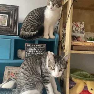 Two male cats, bonded brothers, indoor cats with a touch of curiosity