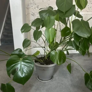 Swiss Cheese Plant - Image 2