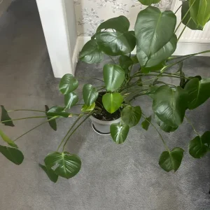 Swiss Cheese Plant