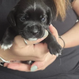 Chihuahua x Cocker Spaniel puppies - Image 2