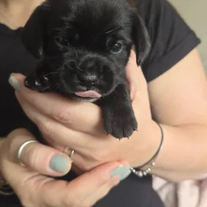 Chihuahua x Cocker Spaniel puppies - Image 3