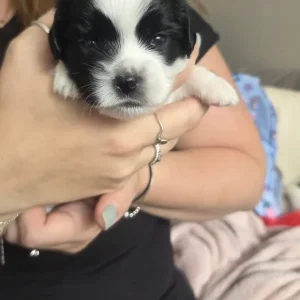 Chihuahua x Cocker Spaniel puppies - Image 4