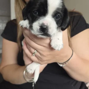 Chihuahua x Cocker Spaniel puppies - Image 5