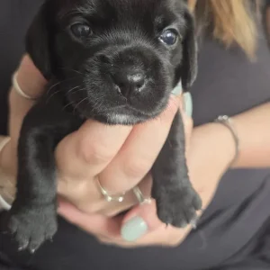 Chihuahua x Cocker Spaniel puppies