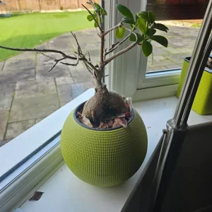 Bonsai tree in self watering plant pot