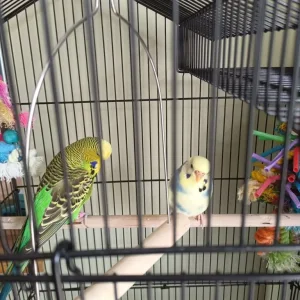 Two budgies, one white one green - Image 2