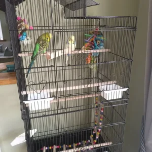 Two budgies, one white one green