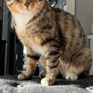 Missing cat - Image 2