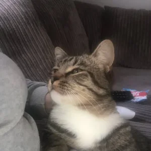 Missing cat - Image 3