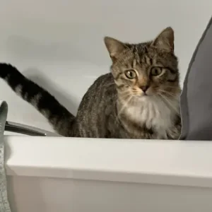 Missing cat - Image 4