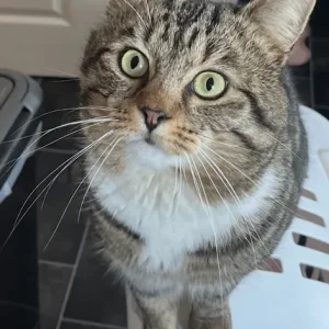 Missing cat