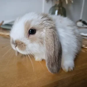 Mini lop baby rabbits - Image 2