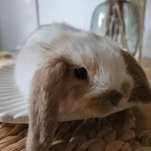 Mini lop baby rabbits - Image 3
