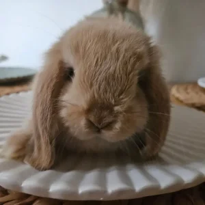 Mini lop baby rabbits - Image 4