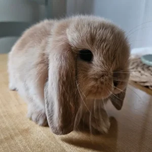 Mini lop baby rabbits - Image 6