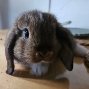 Mini lop baby rabbits - Image 7