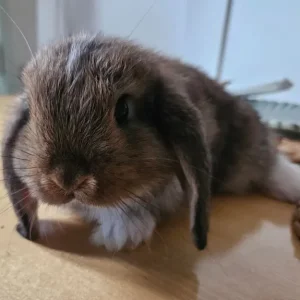 Mini lop baby rabbits - Image 8