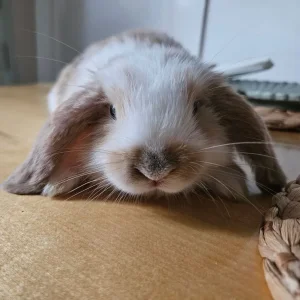 Mini lop baby rabbits