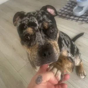 7-month-old male puppy, tri-merle, house-trained, great with kids and dogs - Image 2
