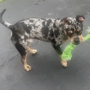 7-month-old male puppy, tri-merle, house-trained, great with kids and dogs - Image 3